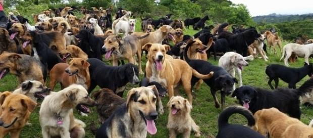Um santuário que abriga cães que foram abandonados (foto: wordpress.com) Um santuário que abriga cães que foram abandonados (foto: wordpress.com)