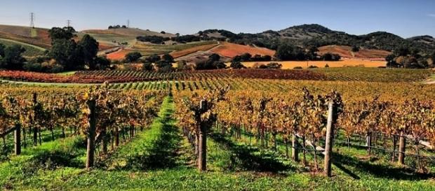 Vineyards in Napa Valley (Image credit – Brocken Inaglory – Wikimedia Commons) Vineyards in Napa Valley (Image credit – Brocken Inaglory – Wikimedia Commons)