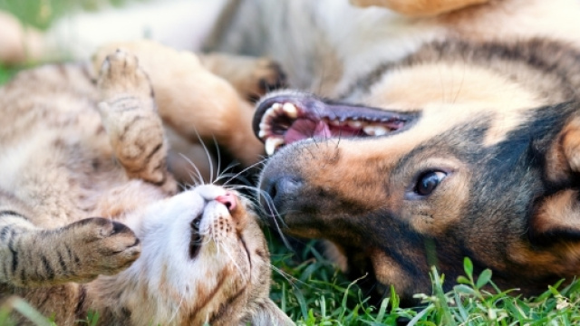 Come far convivere insieme cane e gatto - Non sprecare - nonsprecare.it