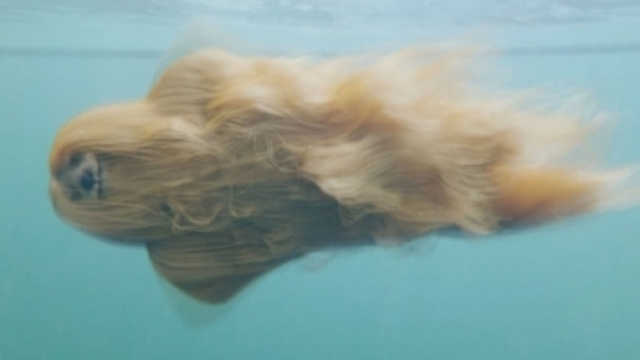 Questo cane-sirena per cui è impazzito Internet è meraviglioso, ma non esiste!