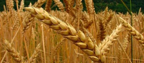 Espiga de trigo en campo en cultivo