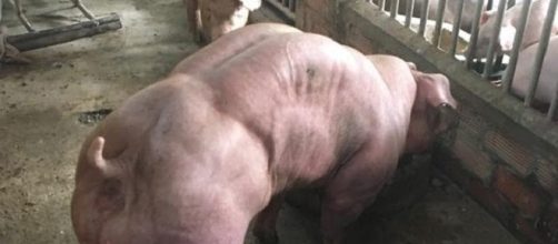 Maiali mutanti con muscoli come Hulk