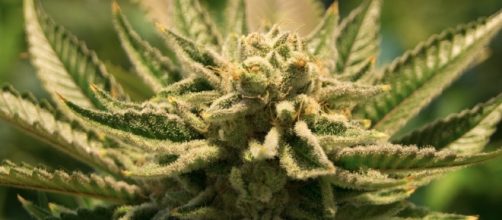 Medical marijuana program in Louisiana may be in jeopardy. [Image Credit: Pixabay]