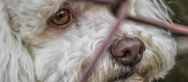 Dog locked up in a cage for testing - Image by 25701 via Pixabay Dog locked up in a cage for testing - Image by 25701 via Pixabay