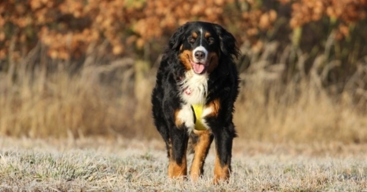 Sonoma County woman loses 14 dogs in California wine country fire