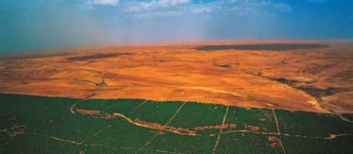 Muralha de árvores erguida para barrar o deserto