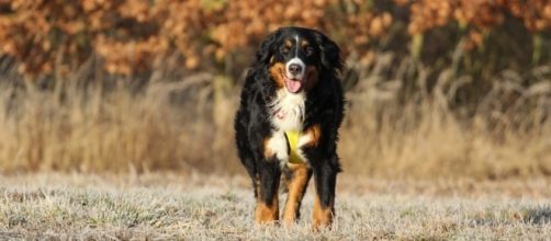Sonoma County woman lost 14 dogs in the Northern California wildfires [Image credit: Bernese mountain dog Pxhere/CC0]
