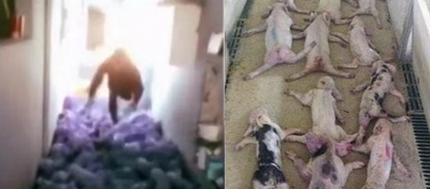 Homem se jogou contra leitões e acabou matando dezenas deles (Crédito: YouTube/CONtextoGanadero/Twitter/MailOnline) Homem se jogou contra leitões e acabou matando dezenas deles (Crédito: YouTube/CONtextoGanadero/Twitter/MailOnline)