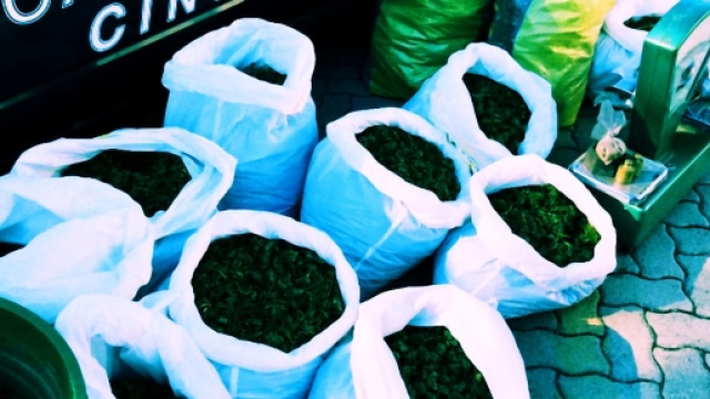 Lamarijuana sequestrata la scorsa mattina nelle campagne tra Iglesias e Carbonia.