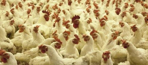Poultry farm (Image credit: skeeze/pixabay)