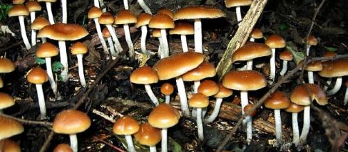 Psilocybin in magic mushrooms could be used to treat depression.[Image Credit: Alan Rockefeller (Mushroom Observer)/Wikimedia Commons]