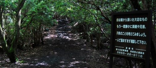 Aokigahara Forest - Aokigahara - aokigaharaforest.com