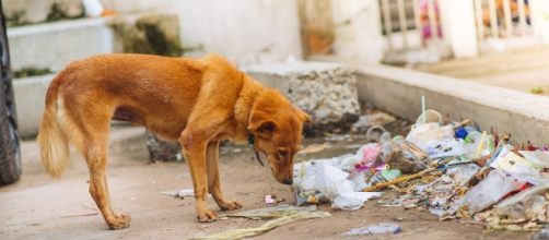 Cani abbandonati in autostrada chi chiamare - Non sprecare - nonsprecare.it