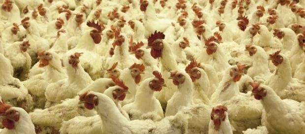Poultry farm (Image credit: skeeze/pixabay) Poultry farm (Image credit: skeeze/pixabay)