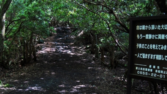 Aokigahara Forest - Aokigahara - aokigaharaforest.com