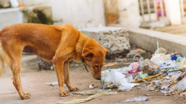 Cani abbandonati in autostrada chi chiamare - Non sprecare - nonsprecare.it