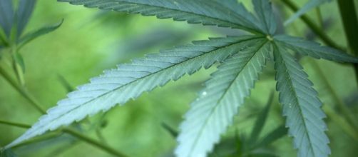 Che cosa prevede la proposta di legge sulla cannabis - Panorama - panorama.it