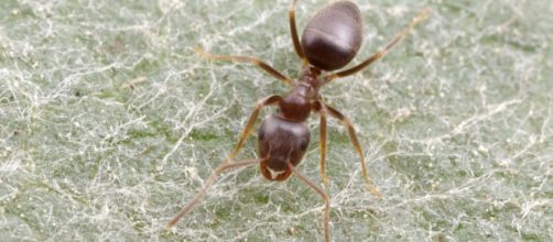nuove scoperte scientifiche sulle formiche