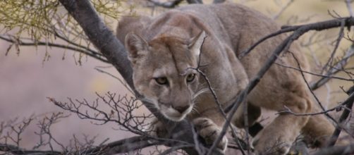 Species Puma (Puma concolor). Foto di "Conservacion Patagonic".