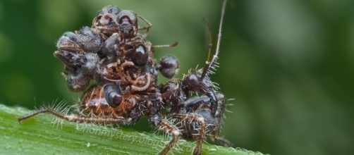 Una ninfa di Acanthaspis petax abilmente 'vestita' da carcasse di formiche da lei uccise (Ph. Orionmystery)