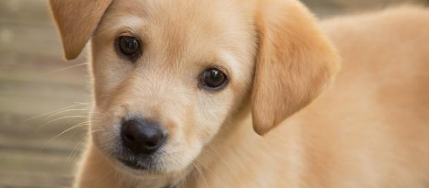California passes law to ban the sale of dogs from puppy mills. Photo by Jonathan Kriz via Wikipedia Commons. California passes law to ban the sale of dogs from puppy mills. Photo by Jonathan Kriz via Wikipedia Commons.