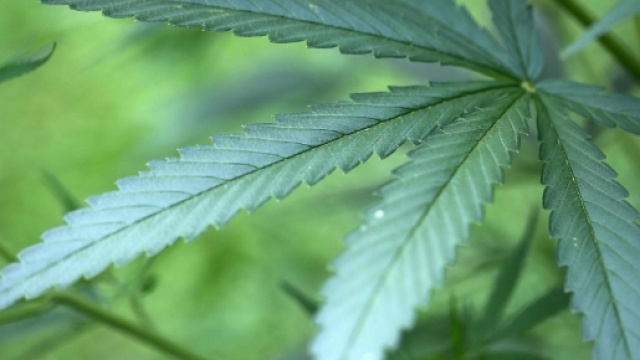 Che cosa prevede la proposta di legge sulla cannabis - Panorama - panorama.it