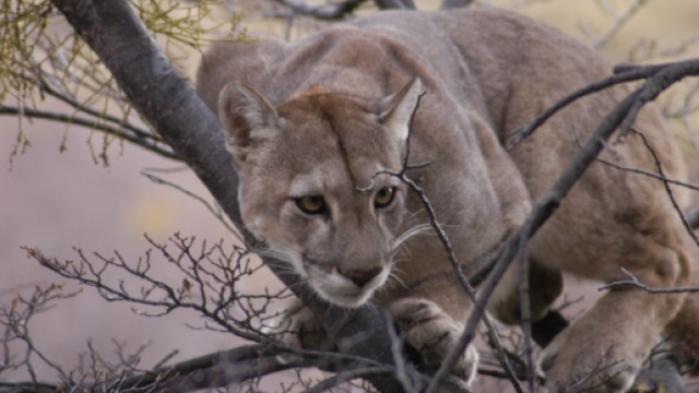 Species Puma (Puma concolor). Foto di "Conservacion Patagonic".