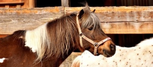 A Santa Rosa woman managed to evacuate her pony from the Tubbs Fire by putting him in the car [Image via Pixabay/CC0]