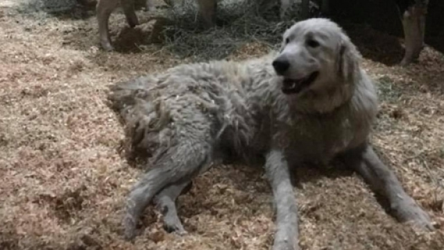 Il cane Odin insieme alle sue capre
