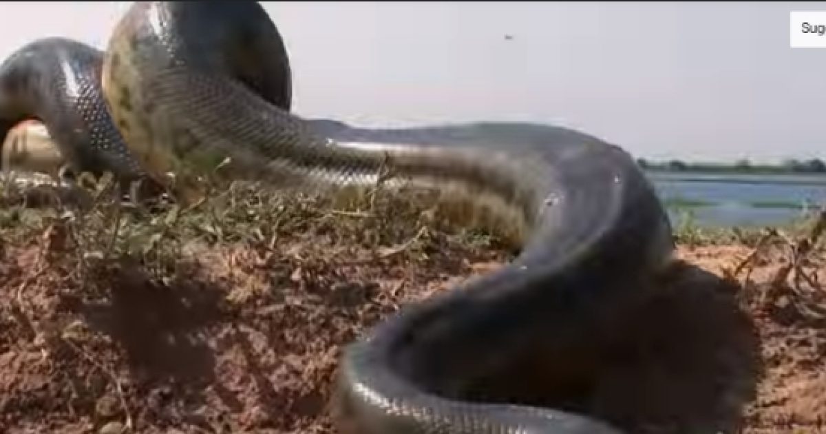 4 Of The Longest Snakes In The World