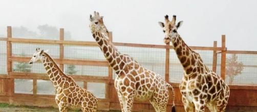 The star giraffes of Animal Adventure Park. [Image Credit: Animal Adventure Park]