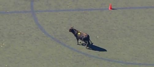 A calf escaped from a Brooklyn slaughterhouse and went on the lam for a couple of hours [Image credit: CBS New York/YouTube]
