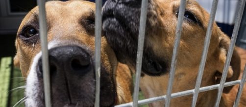 Belgrado: per gli animalisti inglesi capitale di crimini sessuali su animali