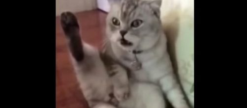Vídeo com gatinho espantado viraliza na web. (Foto internet)