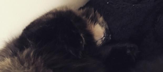 My cat Floofer sleeping next to me - pic: Maria Micu My cat Floofer sleeping next to me - pic: Maria Micu