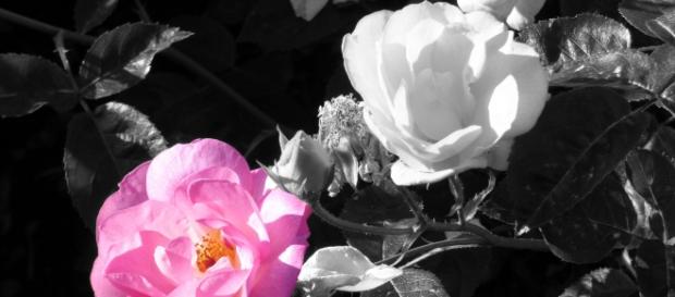 Pink rose / Nick Kenrick via Flickr Pink rose / Nick Kenrick via Flickr