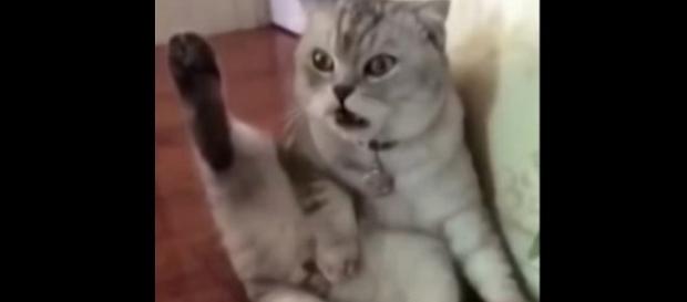Vídeo com gatinho espantado viraliza na web. (Foto internet) Vídeo com gatinho espantado viraliza na web. (Foto internet)