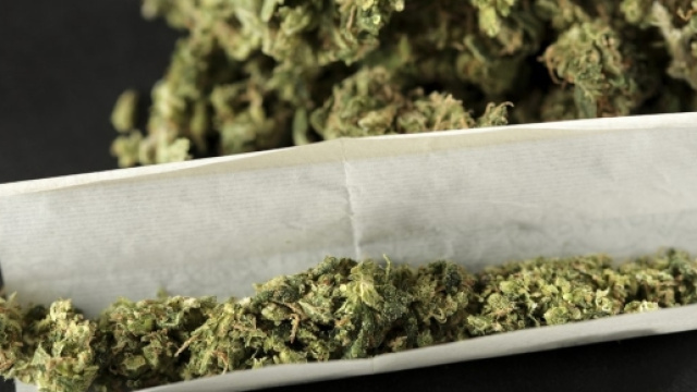 La cannabis light legale e in vendita in Italia