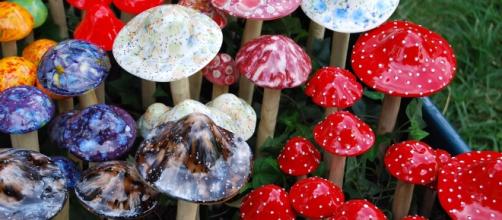 Magic mushrooms in Hawaii. [Image via Wikimedia Commons, Janine]