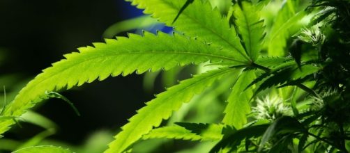 La cannabis è una pianta originaria dell'Asia centrale