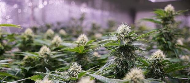 Jeff Sessions promotes increasing the number of medical marijuana growers - Exclusively Reviewed/Flickr.com Jeff Sessions promotes increasing the number of medical marijuana growers - Exclusively Reviewed/Flickr.com