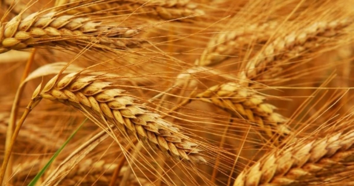 Il potenziale allergenico dei cereali, l'allergia al grano