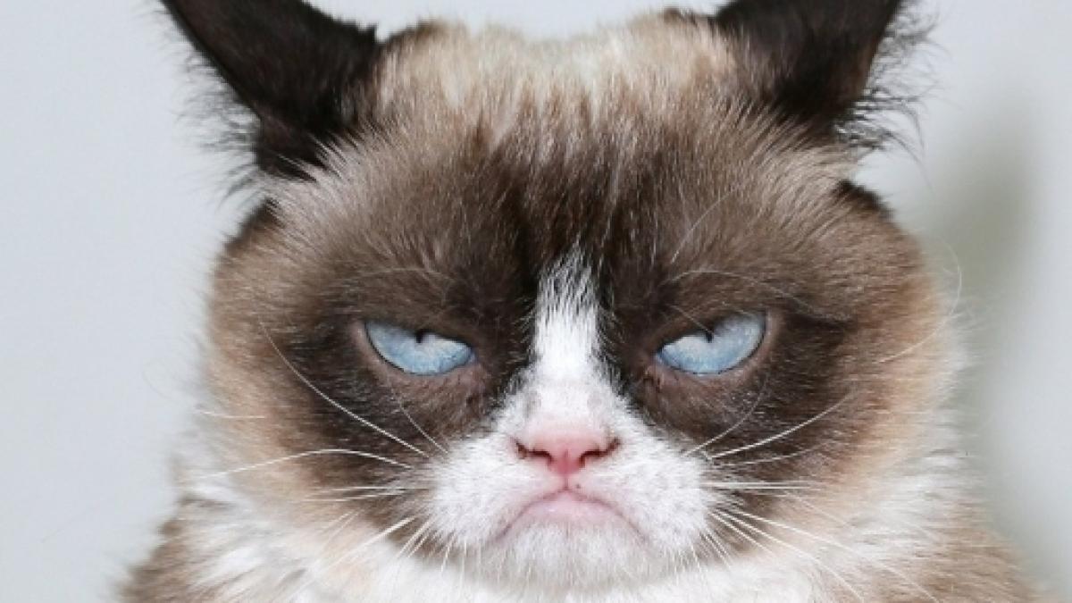 Ano irritado en gatos