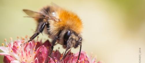 A worker bee perching on a flower. (Image Credit: Flickr / John Gardiner)