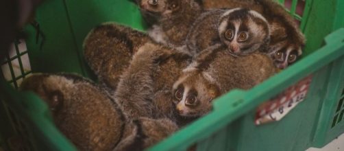 Help conservation groups save the slow loris this summer. (Image Credit: Columbusdirect/Youtube)