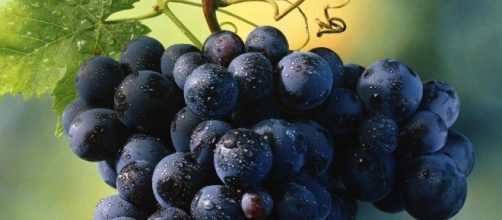 La dieta dell'uva combatte le diete ricche di grassi