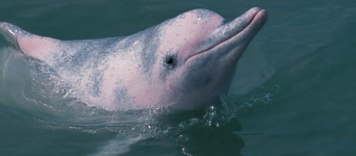 Soon all of Hong Kong's dolphins will be dead - CNN - cnn.com