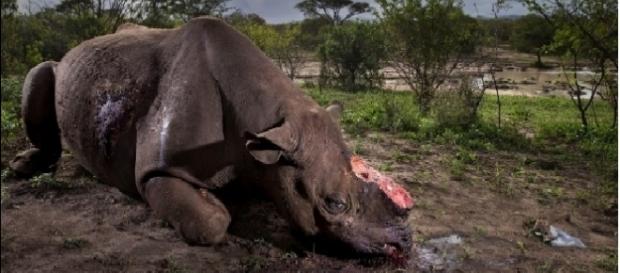 Fotógrafo desta foto diz que o que ele presenciou 'abalou sua fé na humanidade' Fotógrafo desta foto diz que o que ele presenciou 'abalou sua fé na humanidade'