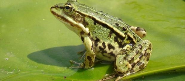 As 7,5 mil rãs foram soltas na natureza As 7,5 mil rãs foram soltas na natureza