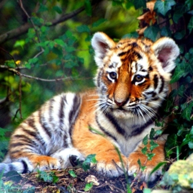 An underweight Bengal Tiger was among one of the many animals rescued.[Image credit: Keven Law/Wikimedia Commons]